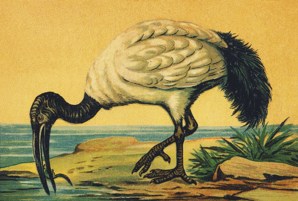Já jako Ibis od French School