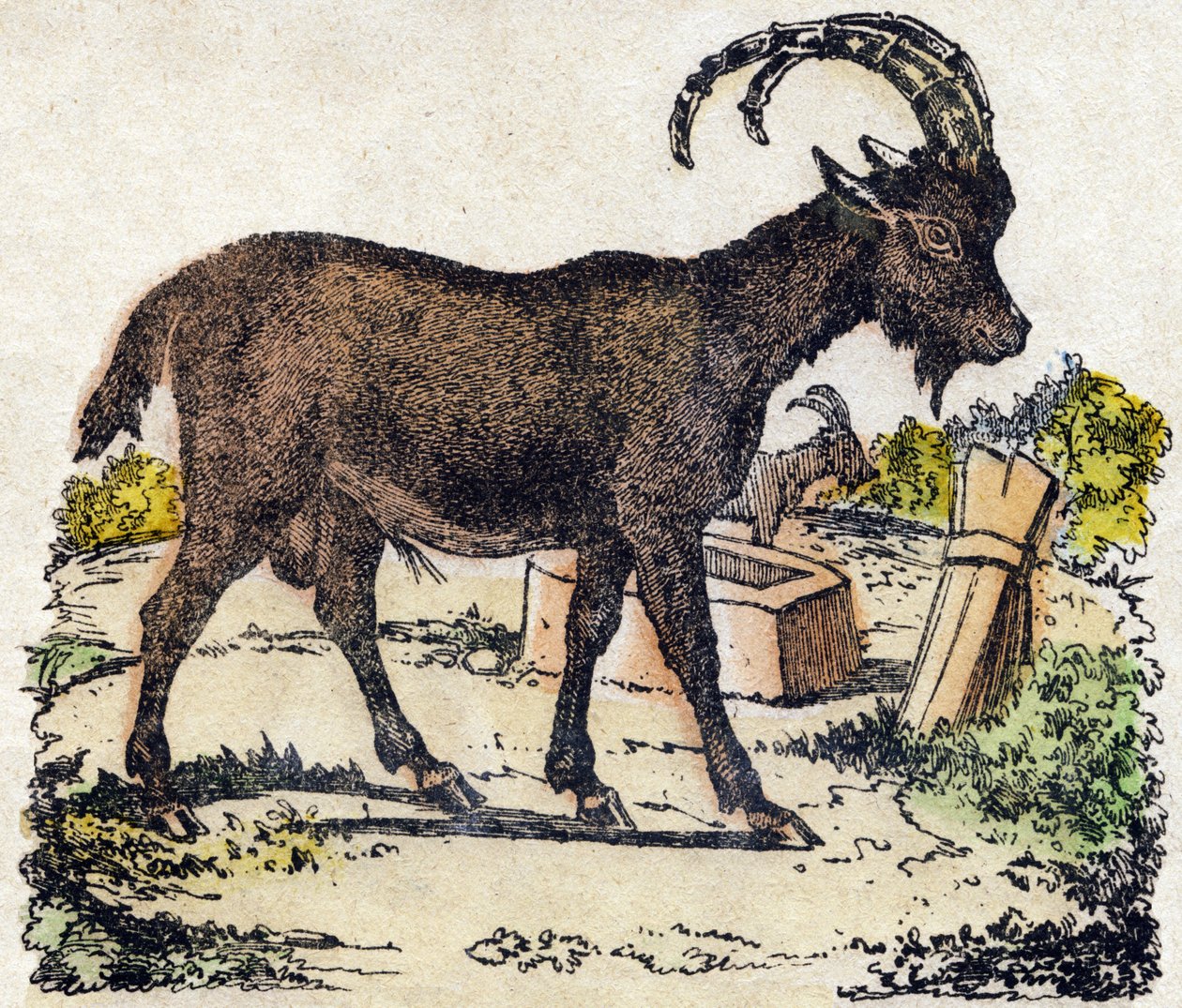 Kozorožec. Gravírování v „“Abeceda zvířat sauvages““. 9. série. Obrázky Epinal, Pellerin, tiskárna-nakladatel, kolem roku 1870. Rytiny na dřevě, šablona. 16 stran. Rozměr: 20 x 15 cm. Soukromá sbírka od French School