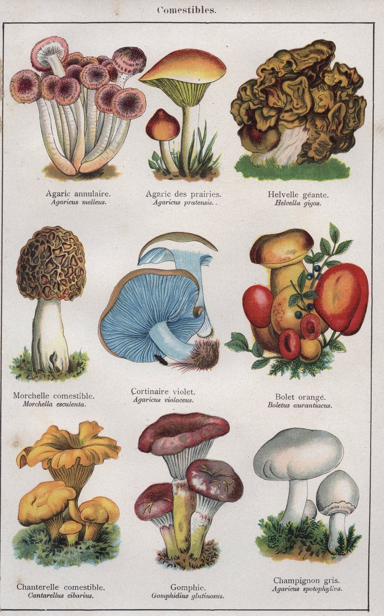 Ilustrace k "traite de medecine et d