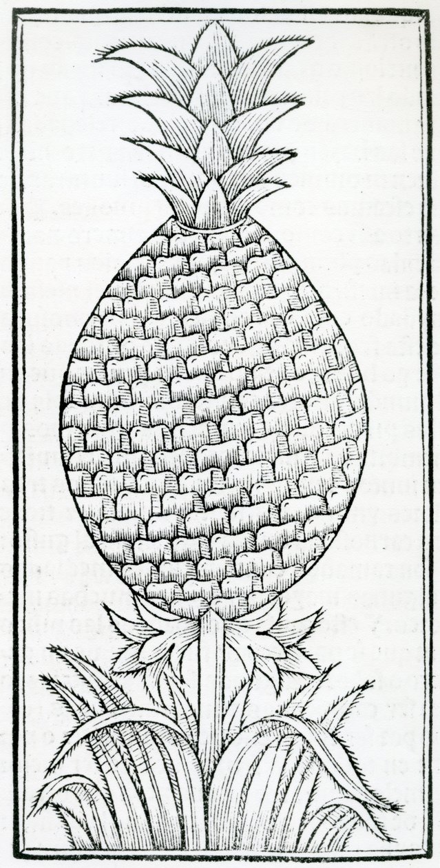 Ilustrace z „De la přírodní historie Indie“ od Gonzala Fernándeze de Oviedo (1478–1557) od French School