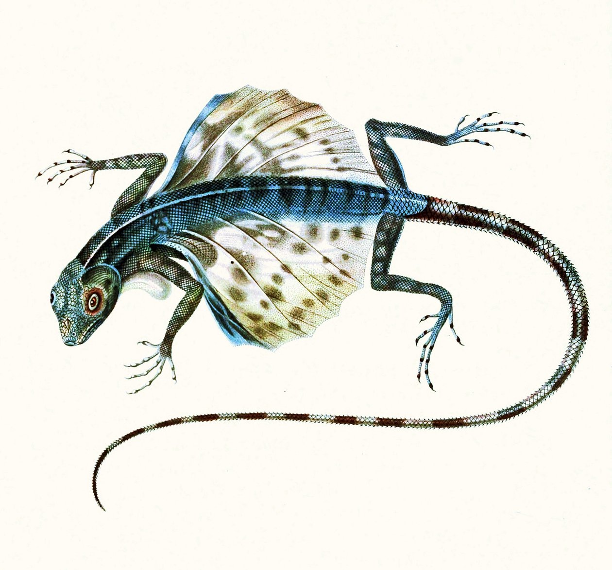 Ilustrace klouzajícího ještěra - Draco Volans 1831 (barevná rytina) od French School
