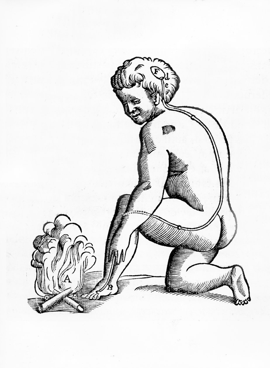 Ilustrace fungování kanálků z epifýzy na lidském nervovém systému ve vztahu k reakci na oheň, z Tractatus de Homine, vydané v Amsterdamu nakladatelstvím Elsevier, 1677 (woods od French School
