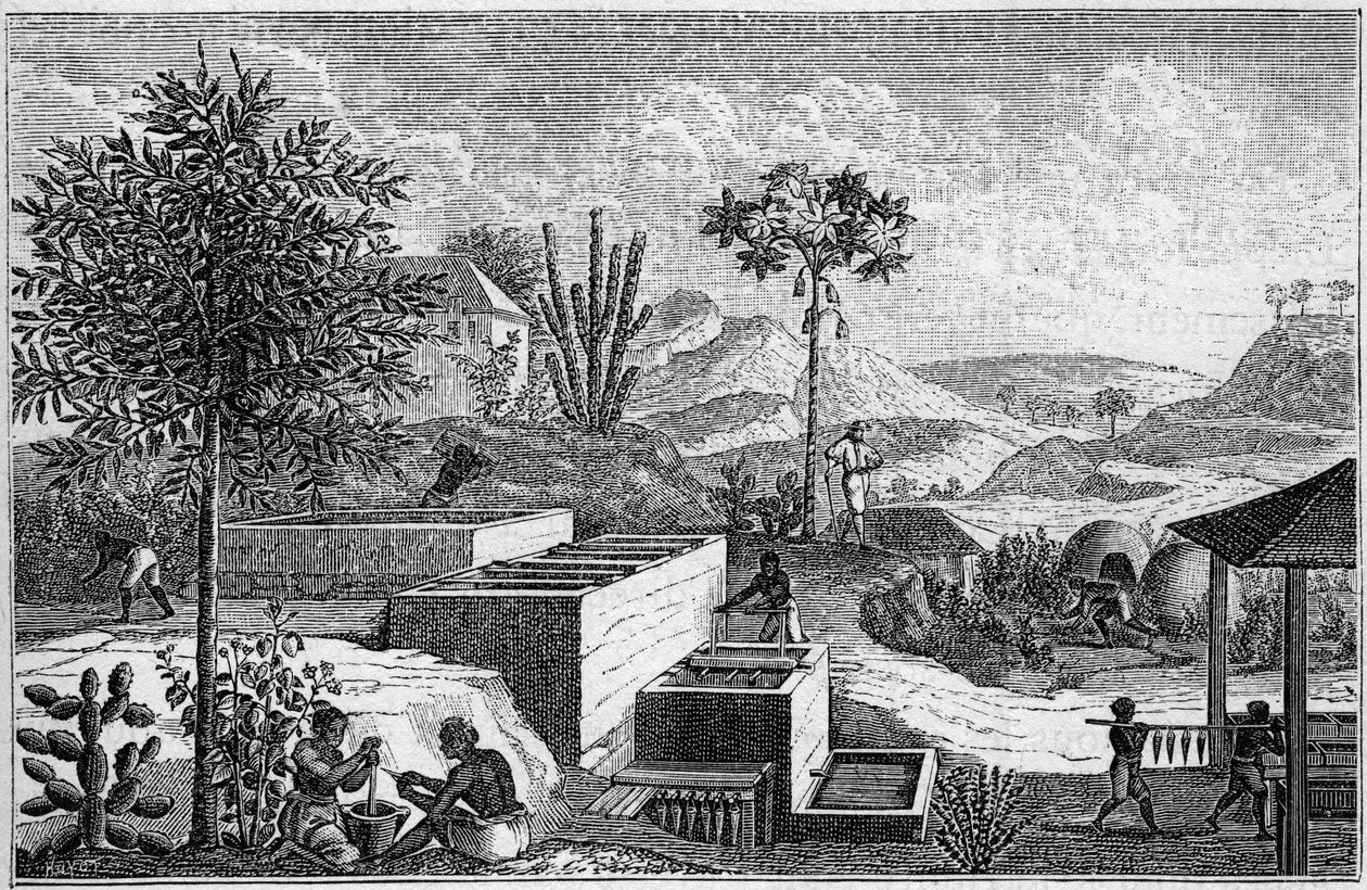 Indigoterie v Senegalu v 17. století. od French School