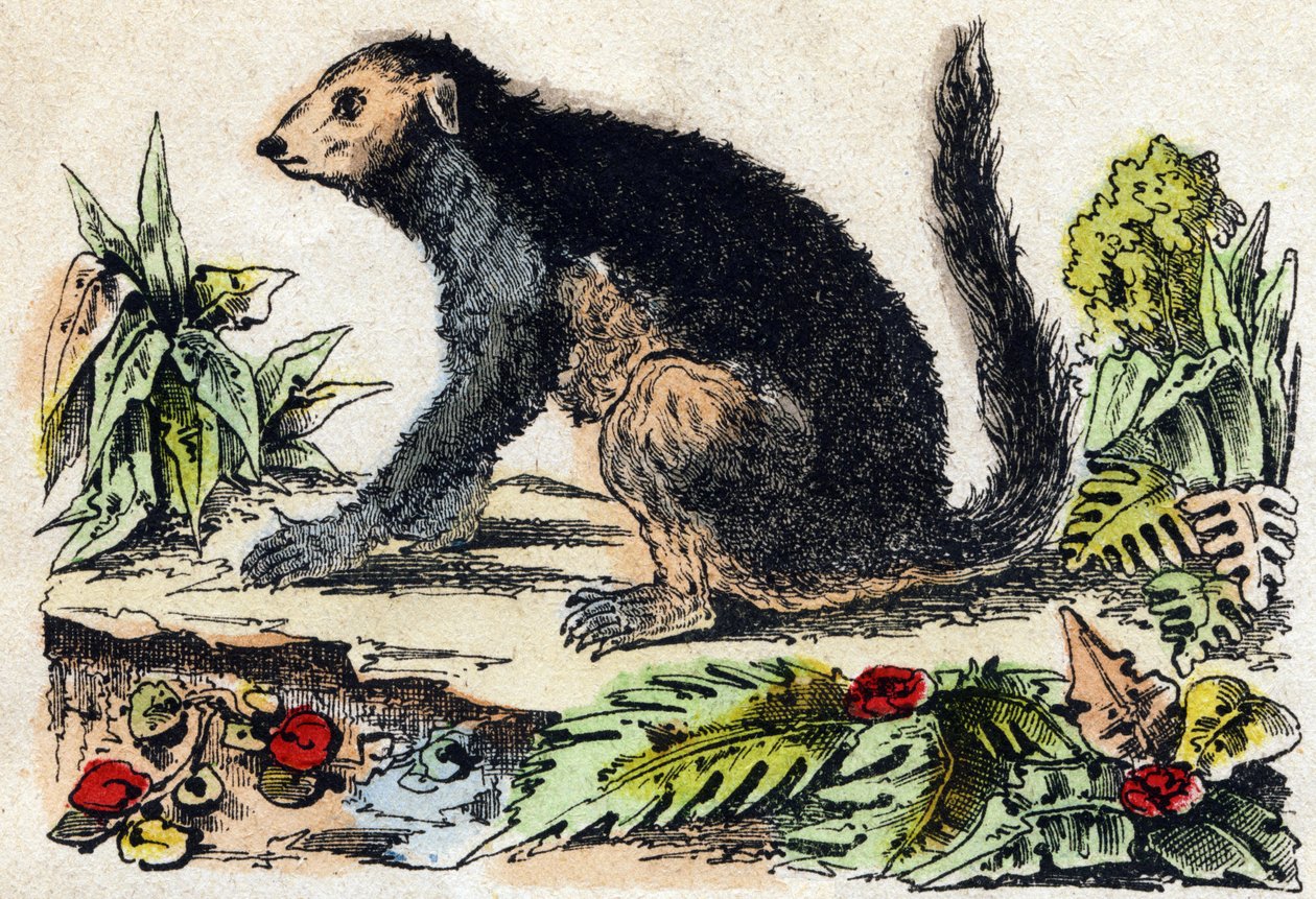 Indri (Lemurský). Gravírování v „“Abeceda zvířat sauvages““. 9. série. Obrázky Epinal, Pellerin, tiskárna-nakladatel, kolem roku 1870. Rytiny na dřevě, šablona. 16 stran. Rozměr: 20 x 15 cm. Soukromá sbírka od French School