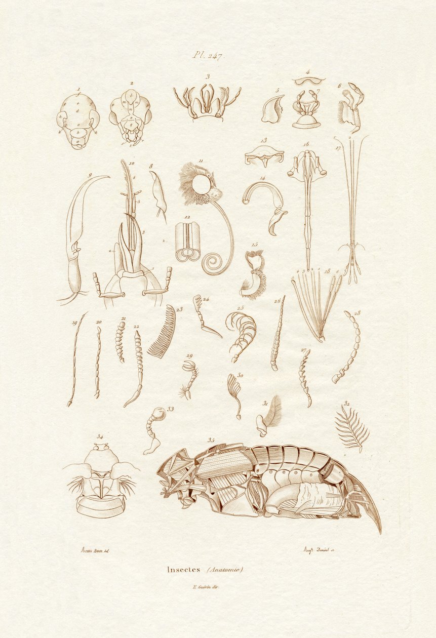Hmyz, 1833-39 od French School