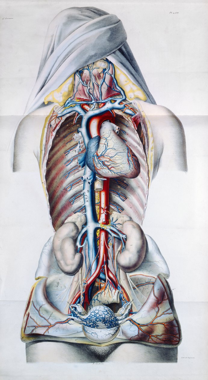 Vnitřní orgány ženy, deska z Anatomických, fyziologických a patologických výzkumů žilního systému od Gilberta Brescheta (1784-1845) vyryla Engelmann, Paříž, 1829 od French School