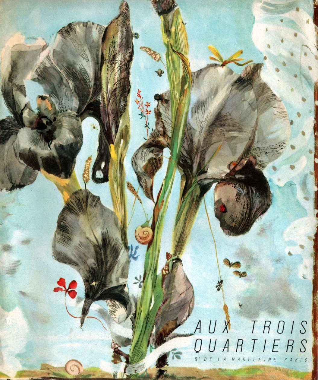 Iris (květina). (Ilustrace, cca 1920) od French School