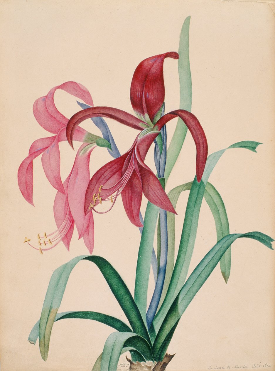 Iris, 1812 od French School