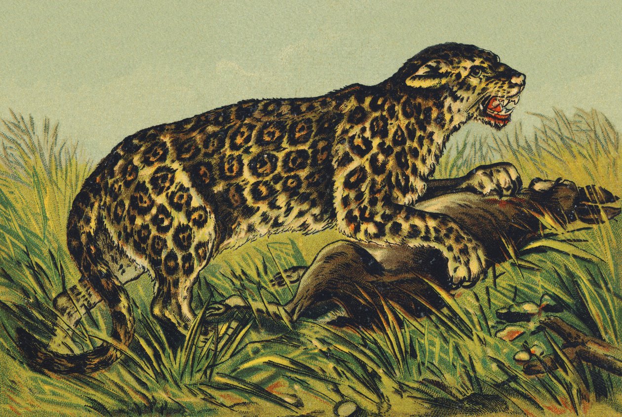 J jako Jaguar od French School