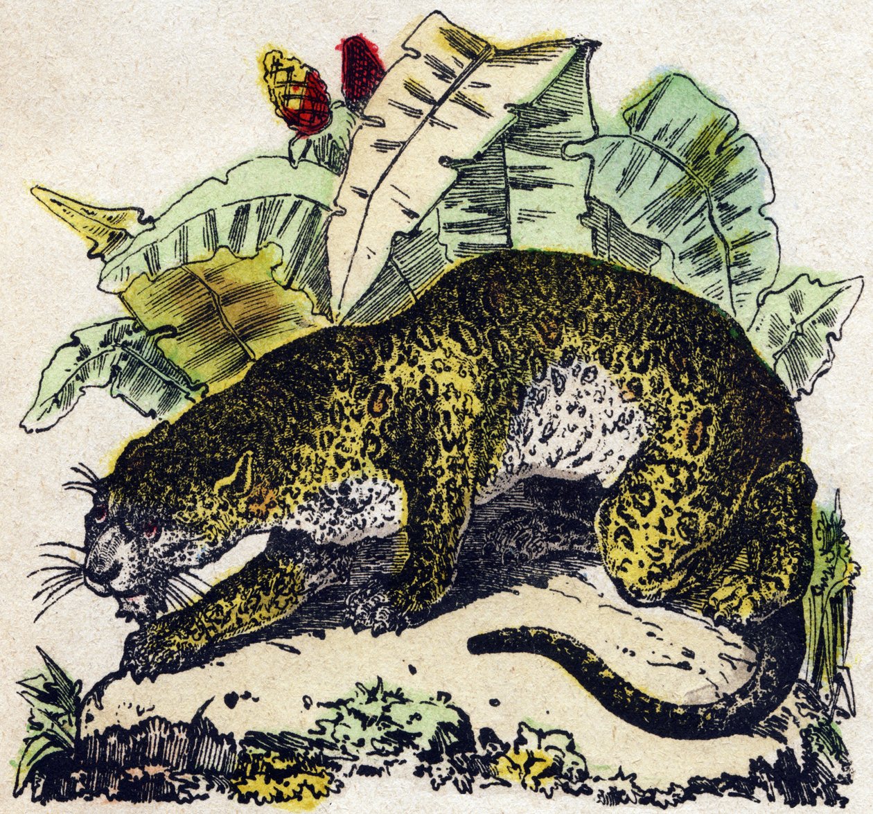Jaguár. Gravírování v „“Abeceda zvířat sauvages““. 9. série. Obrázky Epinal, Pellerin, tiskárna-nakladatel, kolem roku 1870. Rytiny na dřevě, šablona. 16 stran. Rozměr: 20 x 15 cm. Soukromá sbírka od French School