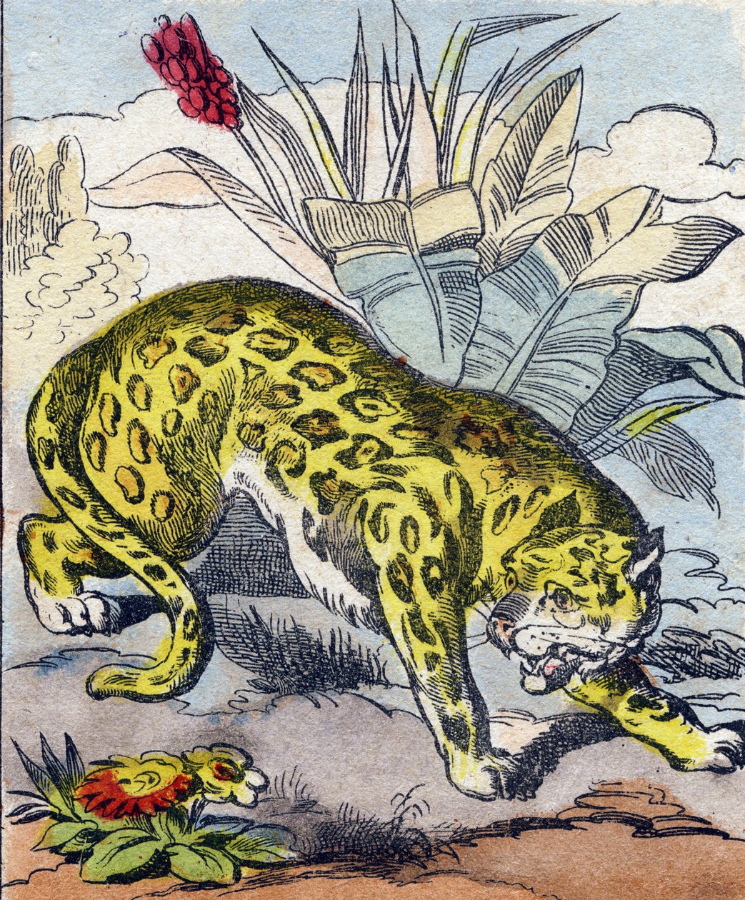 Jaguár. Rytina v „Buffon Alphabet des Animaux". 3. série N 1. Imaging of Epinal, Epinal, konec 19. století. 16 stran. Rozměr: 28x21cm od French School
