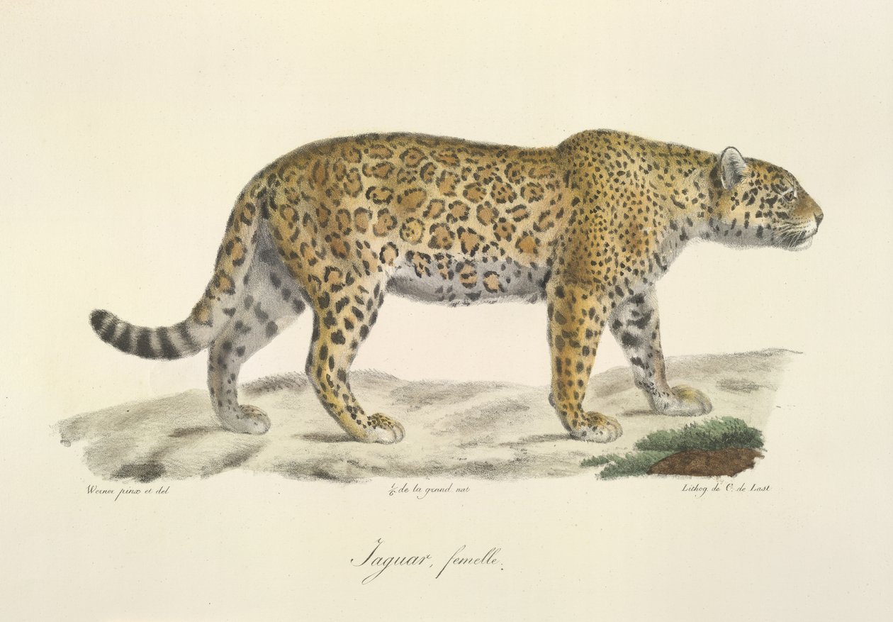 Jaguár, samice, z Přírodní historie savců (barva lito) od French School