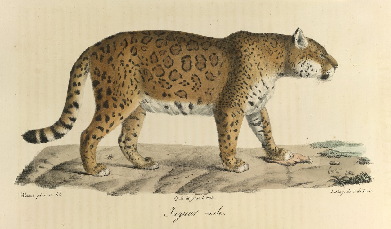 Samec jaguára. Samec jaguára, z Přírodní historie savců (barva litho) od French School