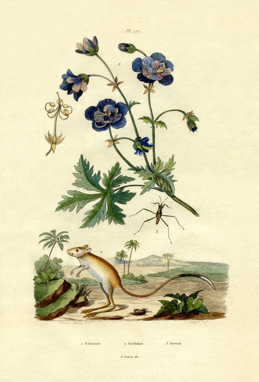 Jerboa, 1833-39 od French School