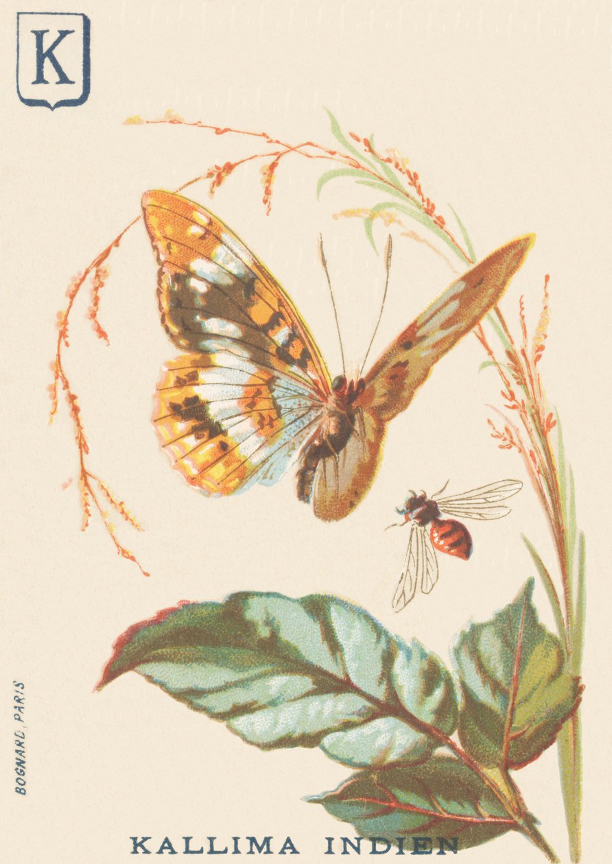 O: Ind Kallima (Cethosia biblis) od French School