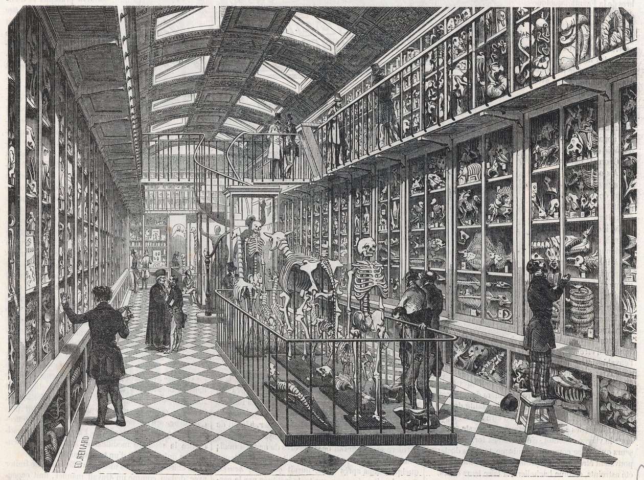 Pařížská lékařská fakulta – galerie srovnávací anatomie – rytina do „“Tableau-de-Paris““ od Edmonda Texiera 1852. od French School