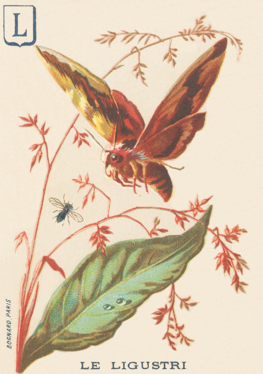 L: Ligustri (Sphinx ligustri nebo Troene Sphinx) od French School