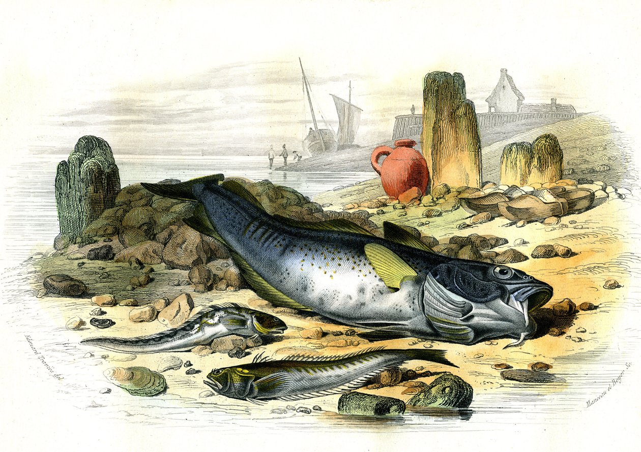 Blennie vejcorodá (Blennius viviparus), pod trachine vive a treska obecná - deska extrahovaná z Histoire Naturelle od Bernarda Germaina de Lacepede (1856-1925), vydání P.Furme, Paříž od French School