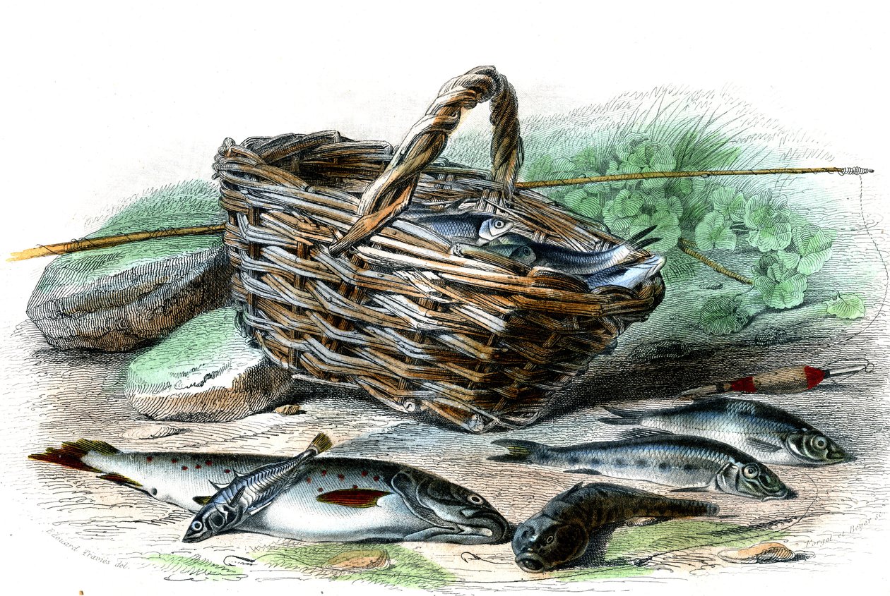Taimen (Salmo Trutta), Chabotin cote (Collus Chabraea), pinaatti (Gasterosteus aculeatus), sammi (Gobio Gobio), kyvykäs (Alburnus Alburnus) - Bernard Germain de Lacepeden (1856-1925) luonnonhistoriallinen lautanen , P.Furme painos, Pariisi od French School