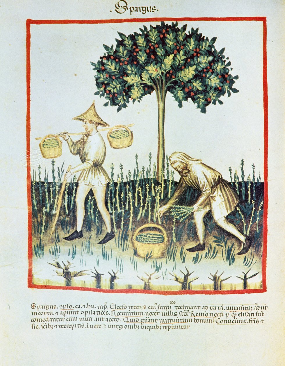 Lat. 9333 folio 23v "Spargus" (sběrači chřestu) z Tacuinum sanitatis, Ibn Butlân (pergamen) od French School