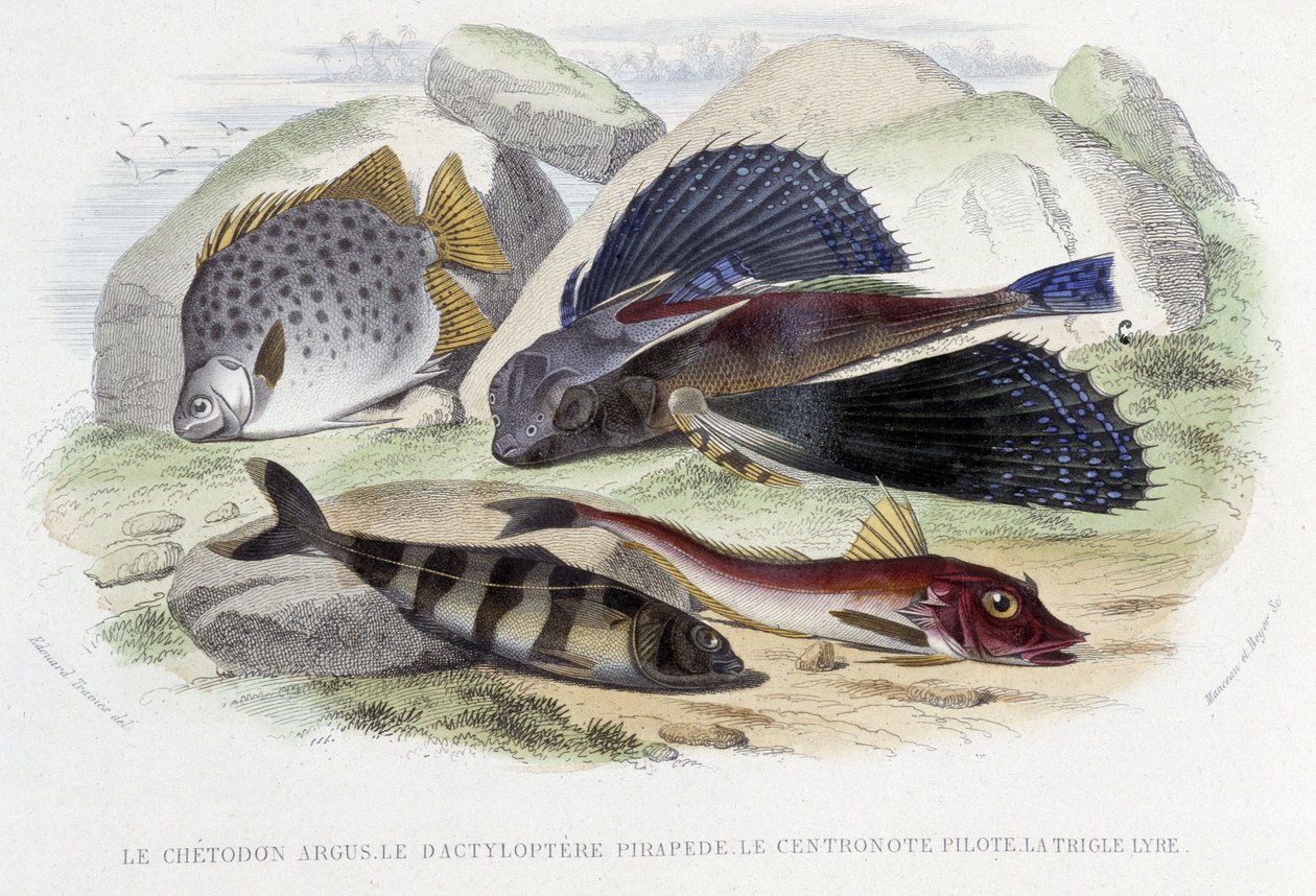 Chatodon argus, tyloptera pirapede, pilot centronote, lyra trigle - v „Histoire Naturelle“ od Lacépède, ed. Veurne, Paříž od French School