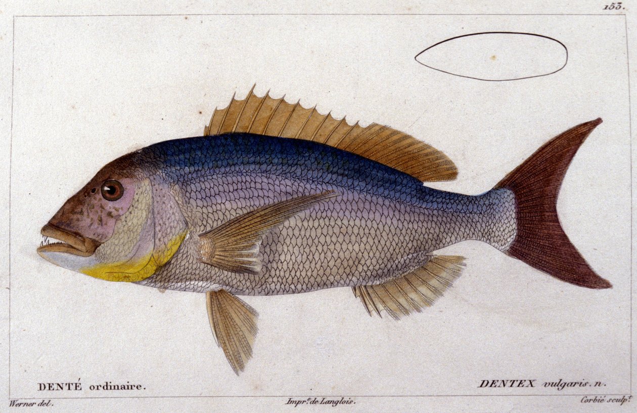 Dentex z Cuvierova díla "Histoire naturelle des poissons", Valenciennes, Paříž od French School