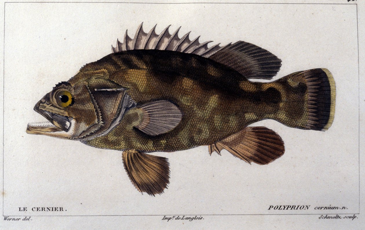 Skupina podle „Přírodní historie ryb“ od Cuviera, Valenciennes, Paříž od French School