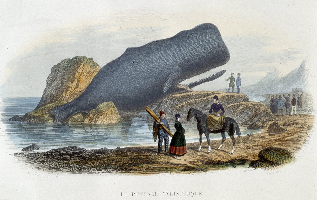 Cylindrický physale (velryba uvízlá) - v „“Le monde de la mer““ od Alfreda Fredola, Hachette, Paříž od French School
