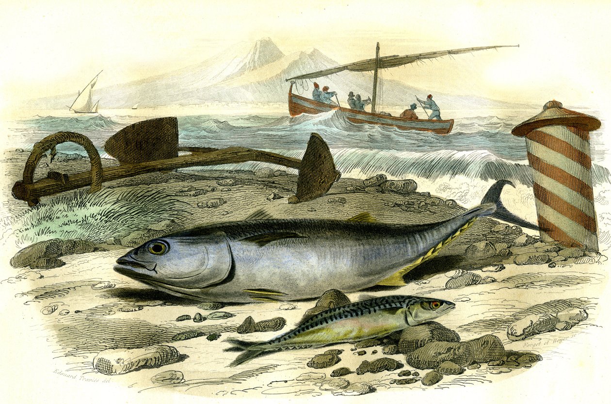 Le thon (Scomber Thynnus), le mackereau (Scomber Scombrus) - Deska extrahovaná z Histoire Naturelle od Bernarda Germaina de Lacepede (1856-1925), vydání P.Furme, Paříž od French School