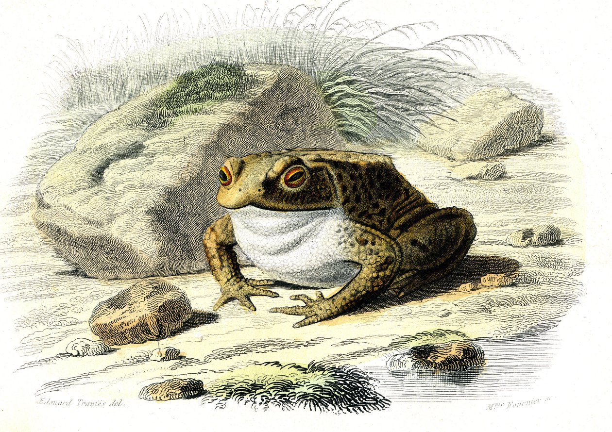 Ropucha obecná (Bufo vulgaris) - Talíř z přírodní historie od Bernarda Germaina de Lacepede (1856-1925), vydání P.Furme, Paříž od French School