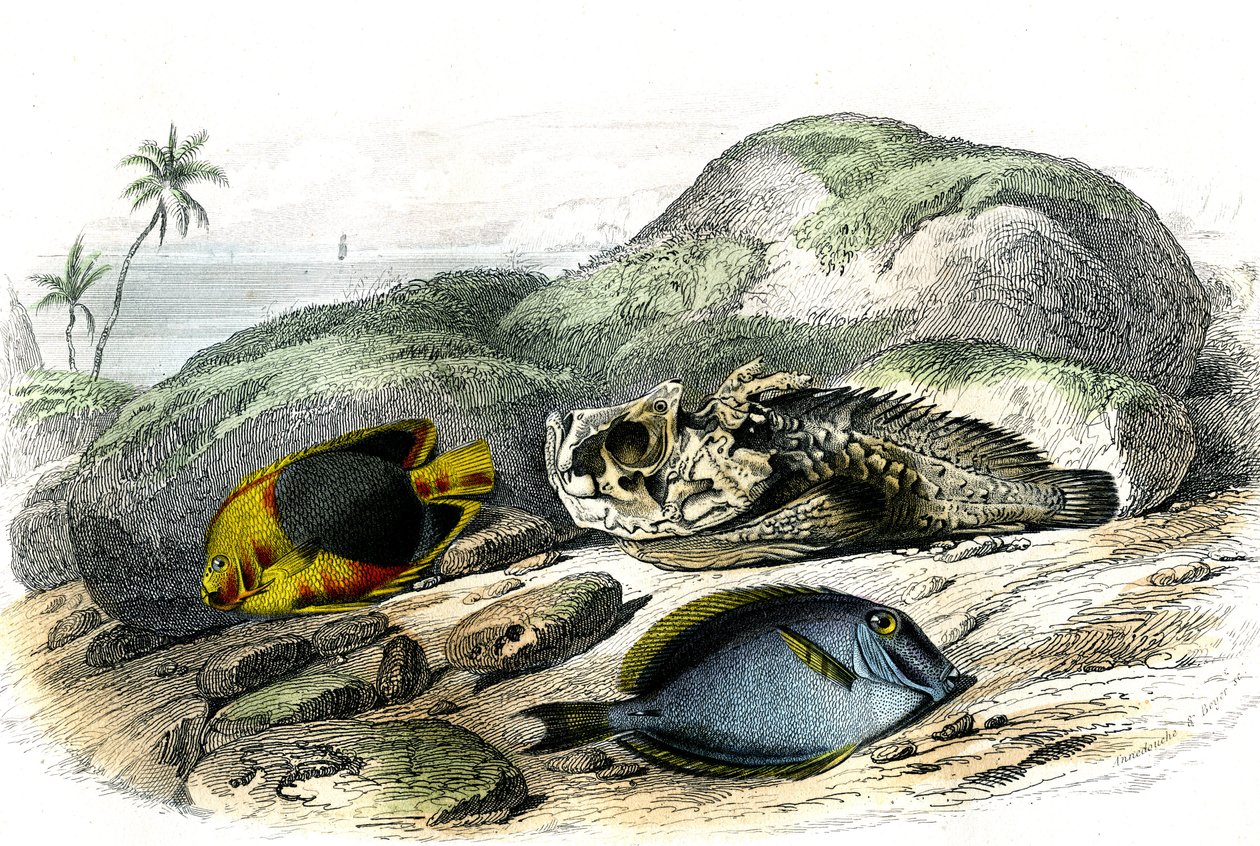 Trikolóra (Holocanthus tricolor), hrozná a přísavka (Acanthurus Surgery) - Deska extrahovaná z Histoire Naturelle od Bernarda Germaina de Lacepede (1856-1925), vydání P.Furme, Paříž od French School