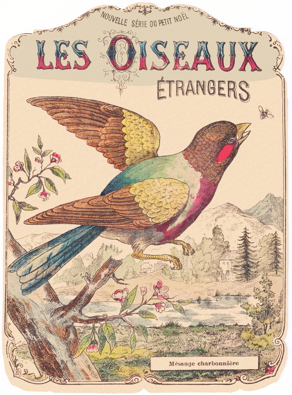Les Oiseaux Étrangers: obal alba. Charbonnière mesange., konec 19. století (tisk) od French School