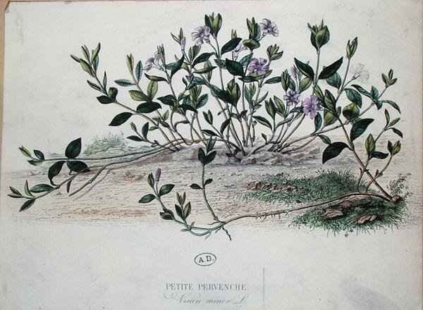 Barvínek menší nebo Vinca minor (barevná rytina) od French School