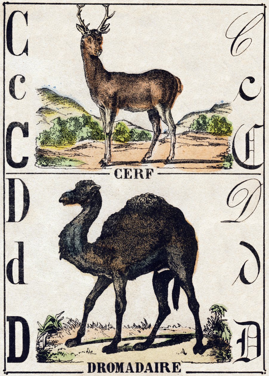 Písmeno C Jelen; D Dromedář. Gravírování v „“Abeceda zvířat sauvages““. 9. série. Obrázky Epinal, Pellerin, tiskárna-nakladatel, kolem roku 1870. Rytiny na dřevě, šablona. 16 stran. Rozměr: 20 x 15 cm. Soukromá sbírka od French School