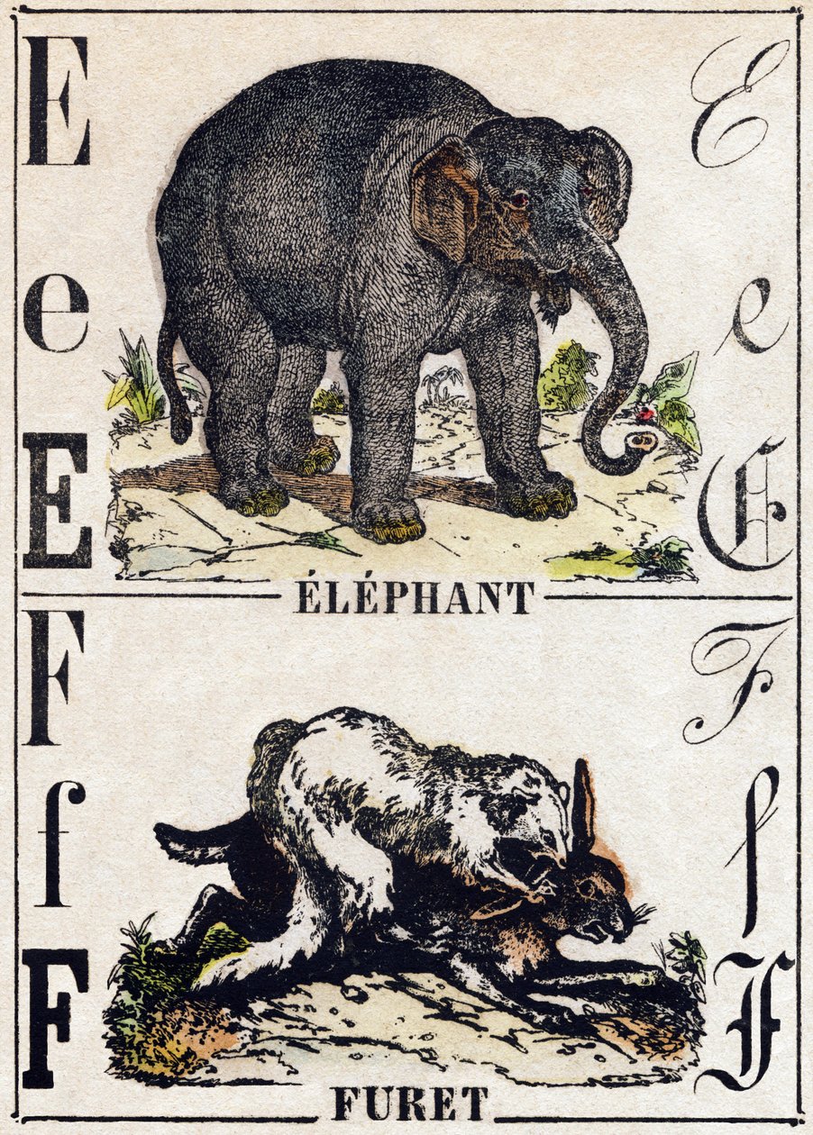Písmeno E slon; F Fretka. Gravírování v „“Abeceda zvířat sauvages““. 9. série. Obrázky Epinal, Pellerin, tiskárna-nakladatel, kolem roku 1870. Rytiny na dřevě, šablona. 16 stran. Rozměr: 20 x 15 cm. Soukromá sbírka od French School