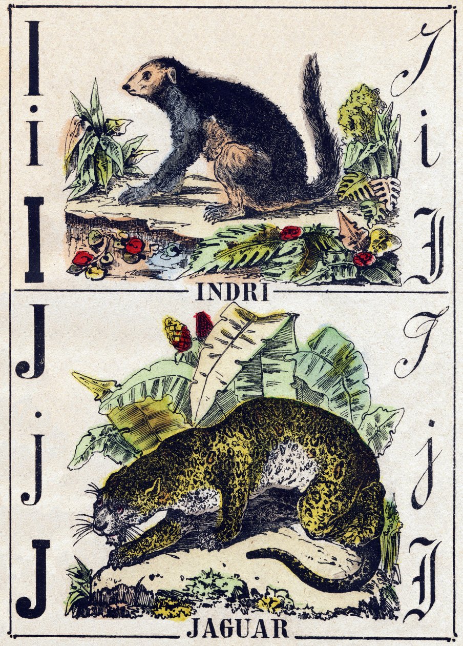 Dopis I Indri (Lemurien); J Jaguar. Gravírování v „“Abeceda zvířat sauvages““. 9. série. Obrázky Epinal, Pellerin, tiskárna-nakladatel, kolem roku 1870. Rytiny na dřevě, šablona. 16 stran. Rozměr: 20 x 15 cm. Soukromá sbírka od French School