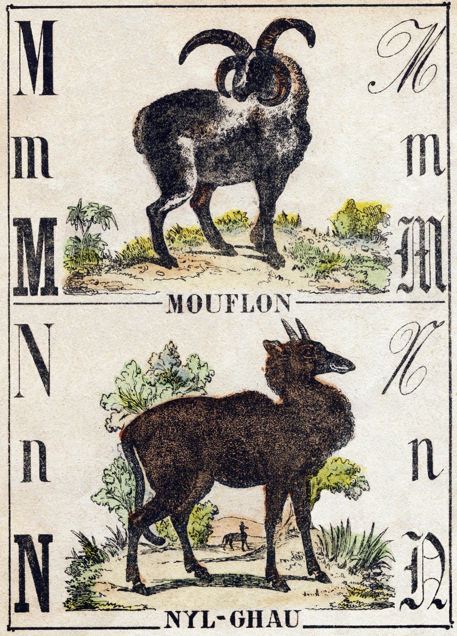 Písmeno M Muflon; N Nyl-ghau (Nyl ghau). Gravírování v „“Abeceda zvířat sauvages““. 9. série. Obrázky Epinal, Pellerin, tiskárna-nakladatel, kolem roku 1870. Rytiny na dřevě, šablona. 16 stran. Rozměr: 20 x 15 cm. Soukromá sbírka od French School