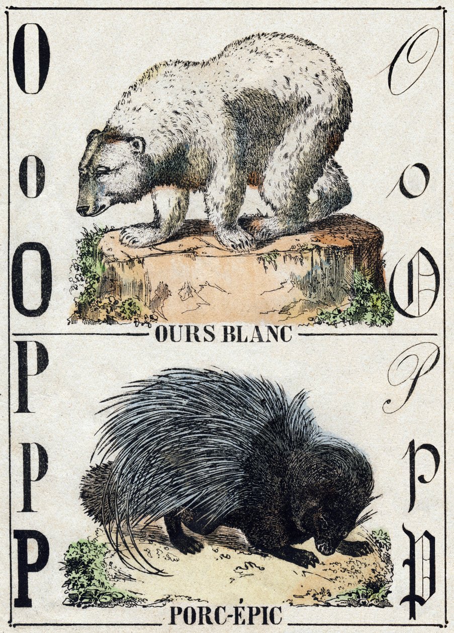 Písmeno O medvěd; P Vepřo-epos (Pig epos). Gravírování v „“Abeceda zvířat sauvages““. 9. série. Obrázky Epinal, Pellerin, tiskárna-nakladatel, kolem roku 1870. Rytiny na dřevě, šablona. 16 stran. Rozměr: 20 x 15 cm. Soukromá sbírka od French School