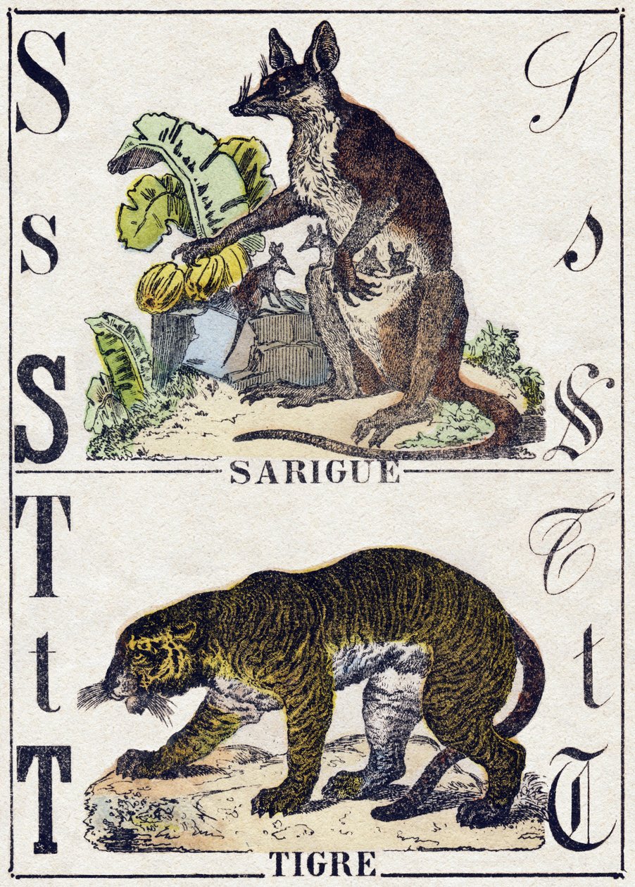 Písmeno S Sarigue (vačice); T Tygr. Gravírování v „“Abeceda zvířat sauvages““. 9. série. Obrázky Epinal, Pellerin, tiskárna-nakladatel, kolem roku 1870. Rytiny na dřevě, šablona. 16 stran. Rozměr: 20 x 15 cm. Soukromá sbírka od French School