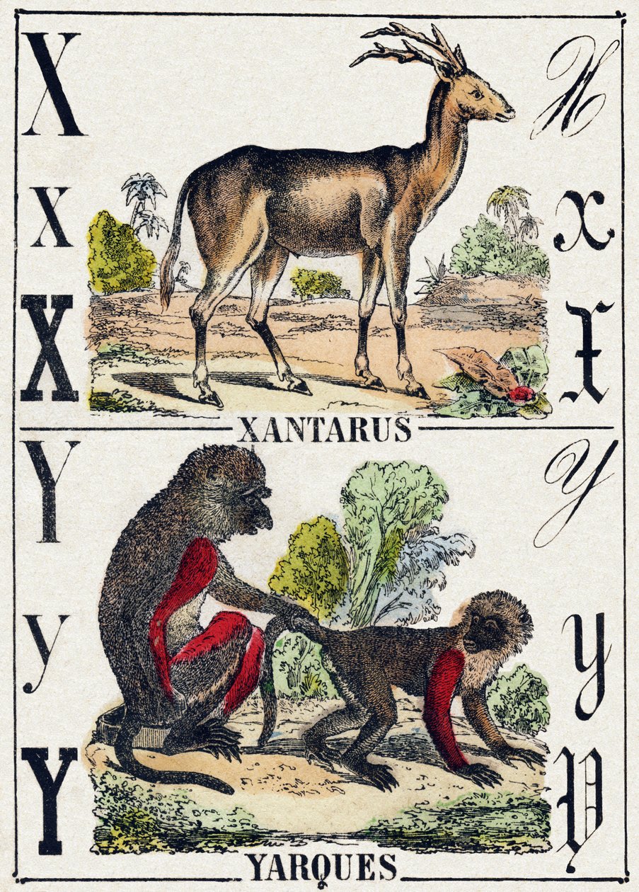 Písmeno X Xantarus; Y Yarques. Gravírování v „Abecedě divokých zvířat“. 9. série. Obrázky Epinal, Pellerin, tiskárna-nakladatel, kolem roku 1870. Rytiny na dřevě, šablona. 16 stran. Rozměr: 20 x 15 cm. Soukromá sbírka od French School