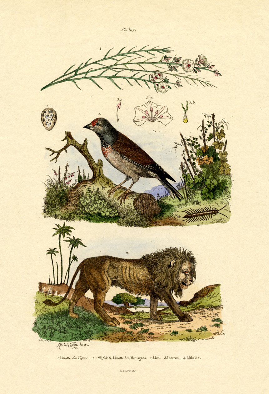 Linnet, 1833-39 od French School
