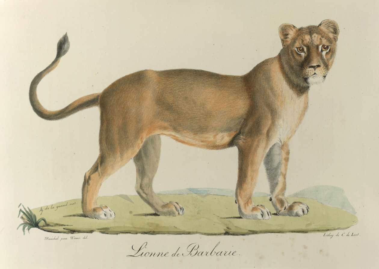 Barbary Lionee. Barbarská lvice, z „Přírodní historie savců“ (barevné lito) od French School