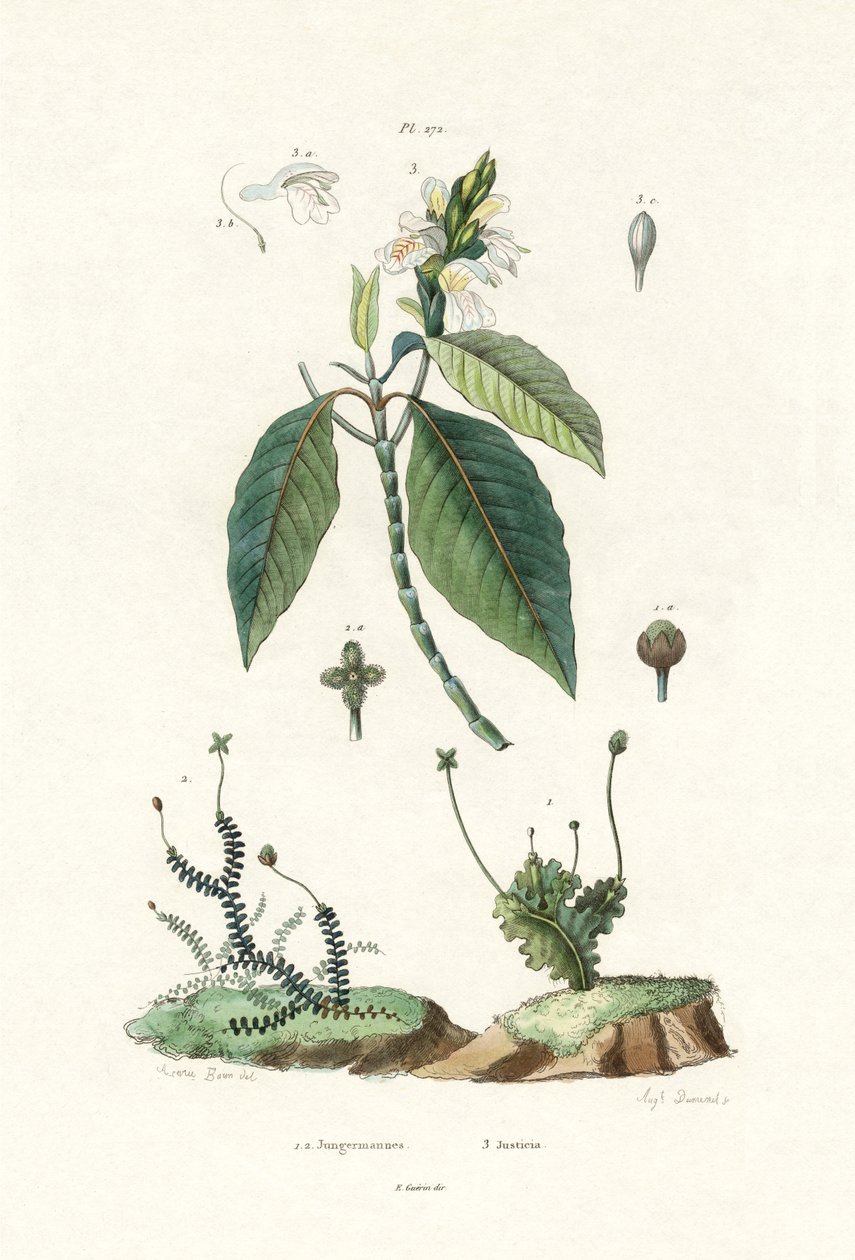 Játrovek, 1833-39 od French School
