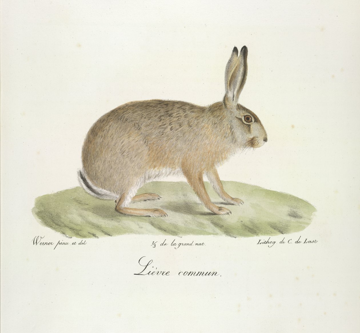 Zajíc obecný, zajíc obecný, z přírodní historie savců (barva litho) od French School
