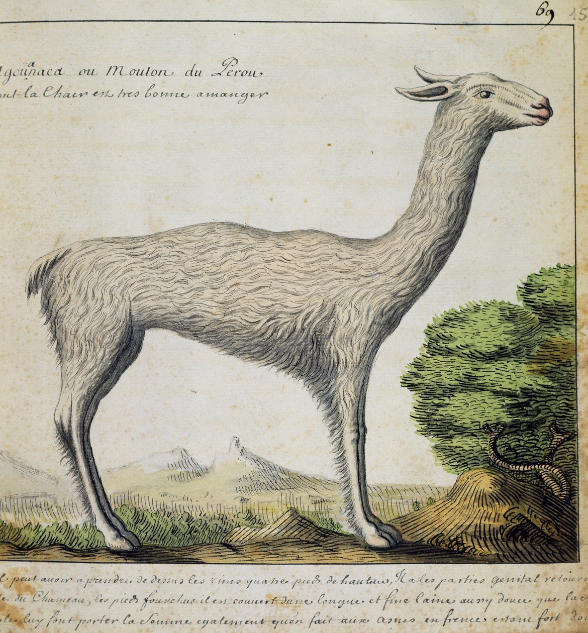 Llama, Peru, akvarel z deníku Jacques Gouin de Beauchesne (1652-1730), kapitán Compagnie royale de la Mer du Sud, od roku 1698 do roku 1701, Francie od French School
