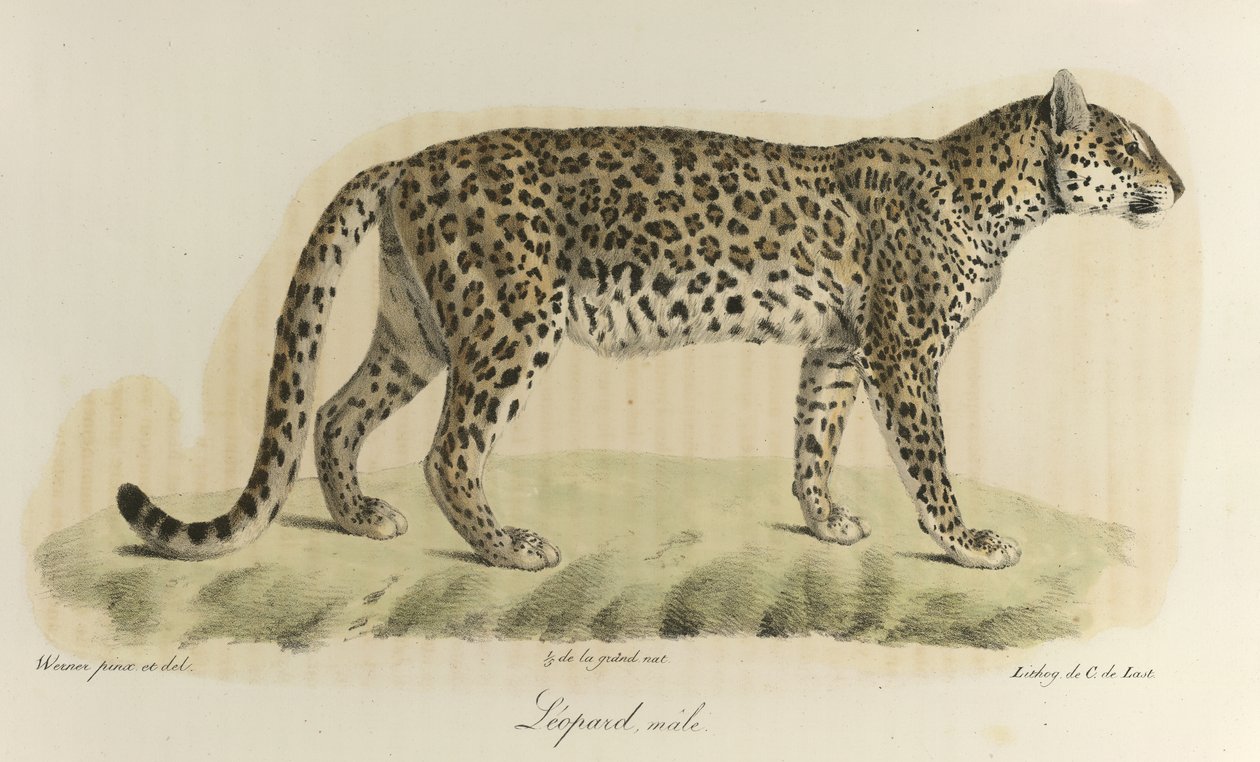 Leopard, samec. Samec leoparda, z „Přírodní historie savců“ (barva lito) od French School