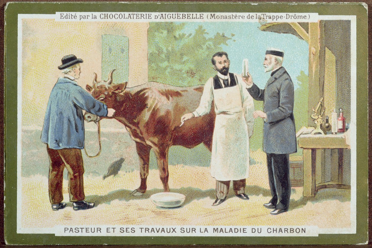 Louis Pasteur (1822-95) vyšetřující antrax, reklamní karta z Chocolaterie dAiguebelle od French School