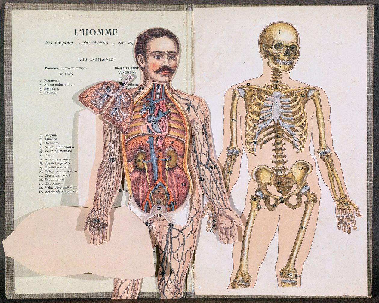Člověk, jeho orgány, jeho svaly a jeho kostra, z Anatomie Elementaire od Dr. Lelievra od French School