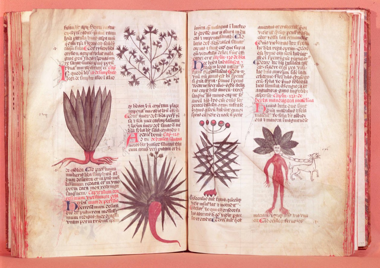 Mandrake, ze smlouvy Dioscorides (40-c.90 nl) od French School