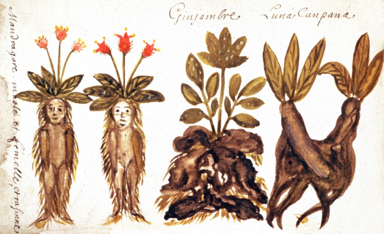 Mandragora, zázvor, Luna Campana od French School